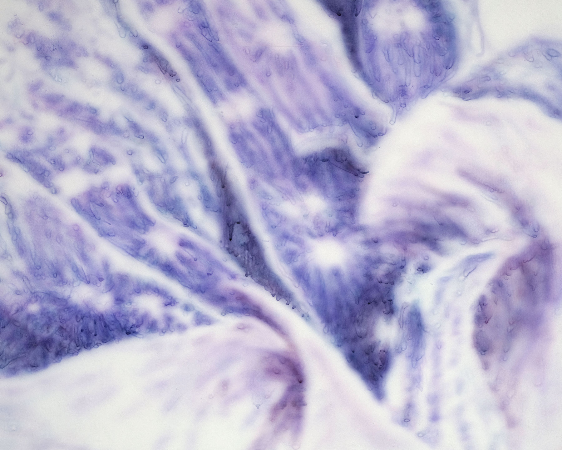 Clémence Mauger, Space Flower (2), 2023, aquarelle sur bois apprêté à la poudre de marbre, 40 × 50 cm © Clémence Mauger ADAGP